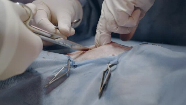 Emergency surgery in a veterinary hospital. Removal of the uterus from an animal. Pyometra