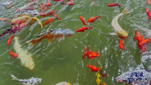 pesci colorati che mangiano nel lago, colorful fishes eating in the lake
