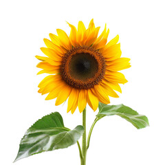 Fototapeta premium Sunflower on a transparant background, PNG, Generative AI 