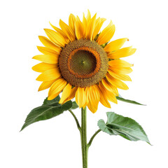 Obraz premium Sunflower on a transparant background, PNG, Generative AI 