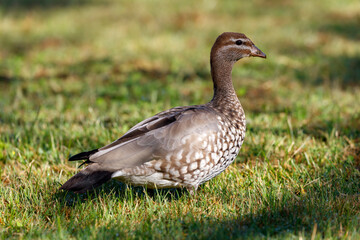 Photograph of an Australian Wood Duck eating grass in a large grassy field in the Blue Mountains in NSW, Australia.