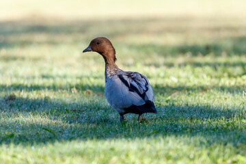 Photograph of an Australian Wood Duck eating grass in a large grassy field in the Blue Mountains in NSW, Australia.