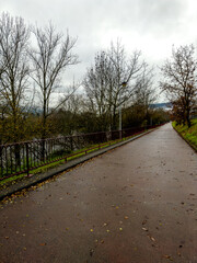 Wet Pathway Lined with Bare Trees in Winter