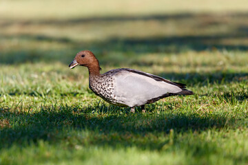 Photograph of an Australian Wood Duck eating grass in a large grassy field in the Blue Mountains in NSW, Australia.