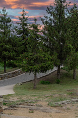 sunset in the park, pathway and Christmas trees