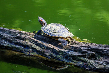 Red-Eared Slider Turtle on the Pond