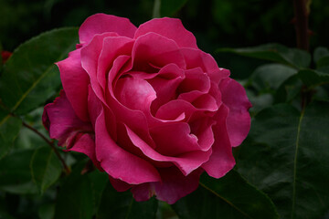 A bush of pink roses in a spring or summer ornamental garden. Decorative garden. Red flower in the springtime park.