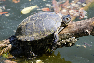 European Pond Turtle on the Pond