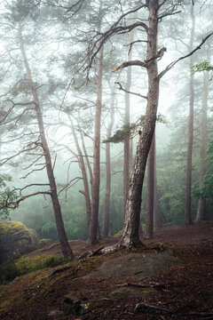 Nebelstimmung im Wald, Morgens im Wald, W&auml;lder von Luxemburg, Nebel im Wald