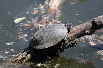 Obraz premium European Pond Turtle on the Pond