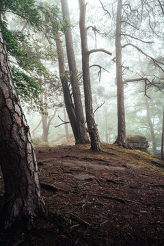 Nebelstimmung im Wald, Morgens im Wald, W&auml;lder von Luxemburg, Nebel im Wald