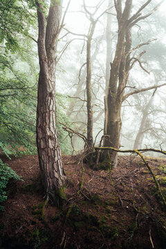 Nebelstimmung im Wald, Morgens im Wald, W&auml;lder von Luxemburg, Nebel im Wald