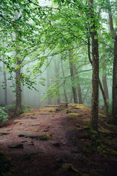 Nebelstimmung im Wald, Morgens im Wald, W&auml;lder von Luxemburg, Nebel im Wald