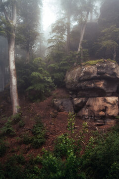 Nebelstimmung im Wald, Morgens im Wald, W&auml;lder von Luxemburg, Nebel im Wald