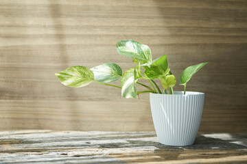Devil's ivy Golden Pothos on wooden table and wood background