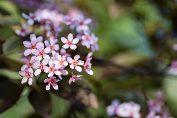 A blooming branch of pink cherry