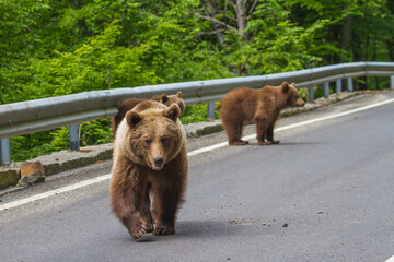 Young bears in Romania