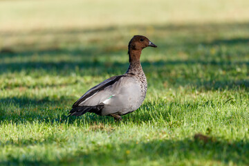 Photograph of an Australian Wood Duck eating grass in a large grassy field in the Blue Mountains in NSW, Australia.