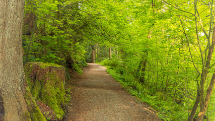 Fresh green leaves and moss on a BC forest trail shortly after Spring rain shower.