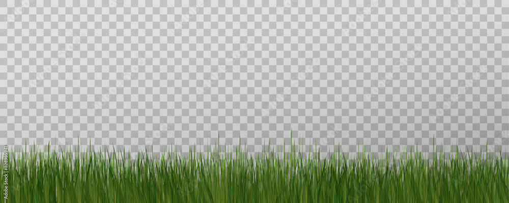 Wall mural Grass border, vector illustration. Vector grass, lawn. Grass png, lawn png. Green grass with sun glare.	