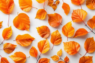 Golden autumn leaves on white background, high quality, high resolution