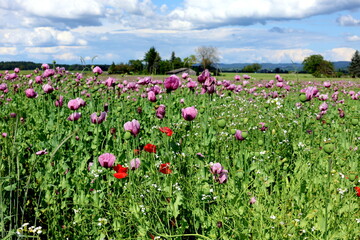 Mohnblüte in Forchheim am Kaiserstuhl