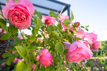 Pink colored roses in the garden