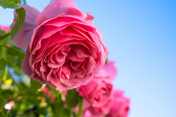 Pink garden roses with green leaves and blue sky in summer