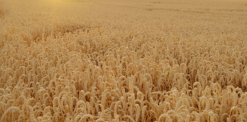 golden ripe ears of wheat in warm rays of sun close-up, checking quality, summer field, concept of...