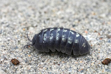 Closeup on an unusual bright colored pillbug , Armadillidium vulgare in North California