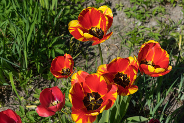 Obraz premium red and yellow tulips