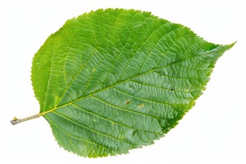 Fototapeta premium Birch Leaf Isolated on White Background. Back Side of Fresh Green Birch Tree Leaf
