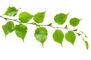 Birch Leaves on White Background. Green Young Leaves and Buds of Birch Tree
