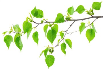 Obraz premium Birch Leaves. Green Young Leaves of Birch Tree Branch Isolated on White Background