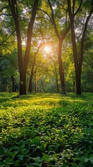 Sun Shining Through Trees in Park