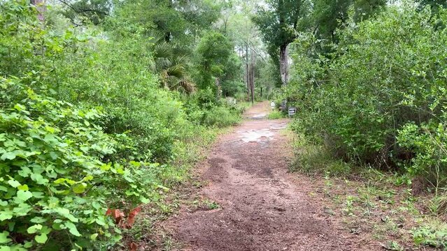 A hiking trail in the Clearwater Lake Recreation Area near Paisley, Florida USA