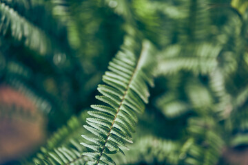Unfocused leaves of the nephrolepis fern in close-up. Natural green background of leaves in...