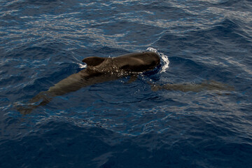 Naklejka premium Ballena Piloto (Rorcual)