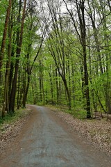 Wald in Frankfurt