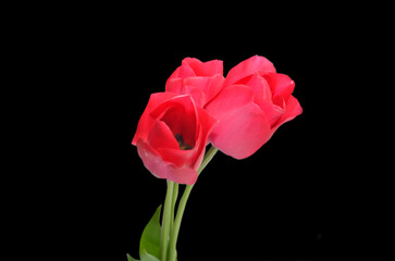 red tulip isolated on black