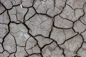 Close-up top view of small sprout with green leaves growing on dry dark grey cracked clay land surface in a summer day. Abstract weather background. Copy space. Drought and climate change theme.