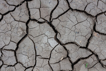 Close-up top view of small sprout with green leaves growing on dry dark grey cracked clay land surface in a summer day. Abstract weather background. Copy space. Drought and climate change theme.