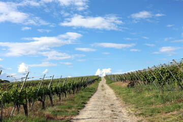 Obraz premium Wanderweg in den Himmel zwischen Reben