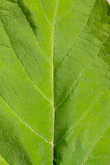 Close-up top view of green textured populus tree (birch, aspen or cottonwood) leaf surface. Soft focus. Copy space foryour text. Beauty in nature theme.