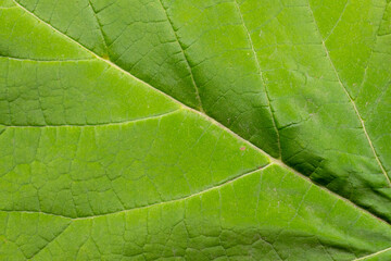 Close-up top view of green textured populus tree (birch, aspen or cottonwood) leaf surface. Soft focus. Copy space foryour text. Beauty in nature theme.