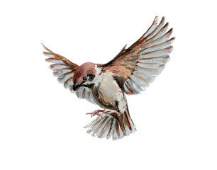 A bird, a watercolor drawing. A set of animal drawings.