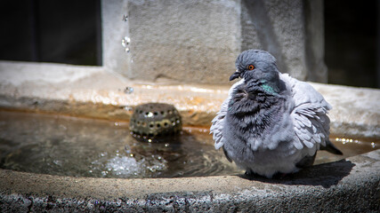 pigeon in the city