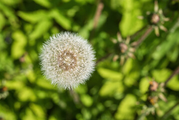 White dandelion on a green background.