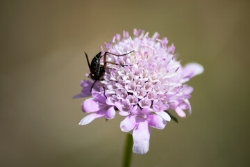 Insecto en flor