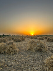 sunset at the wheat fields 